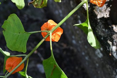 Turuncu Physalis alkekengi 'ye yakın çekim 