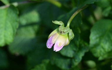 Bahçedeki pembe çiçekleri kapat.