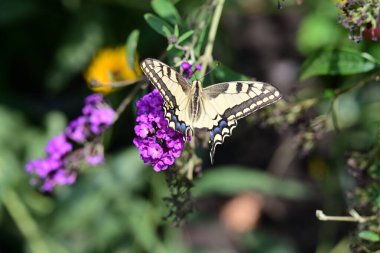 Kelebek bir çiçeğin üzerinde Yaklaş