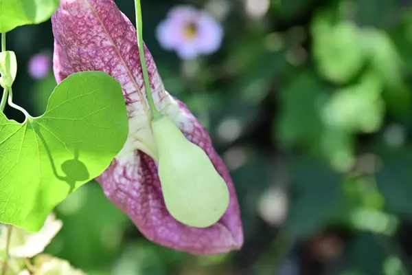 stock image Aristolochia macrophylla in green garden