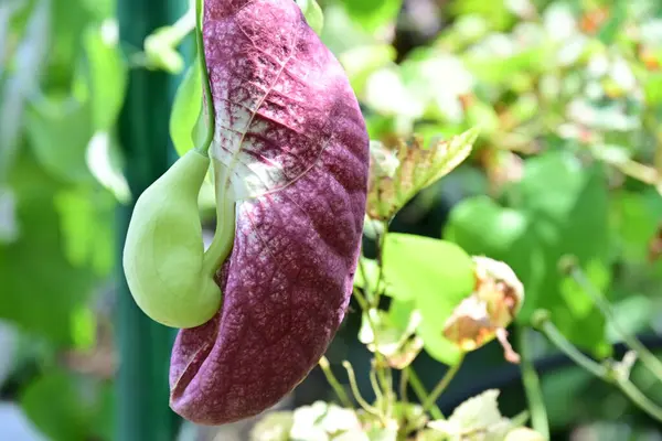 stock image Aristolochia macrophylla in green garden