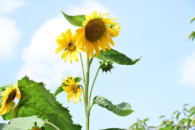 Sahada güzel sarı ayçiçeği