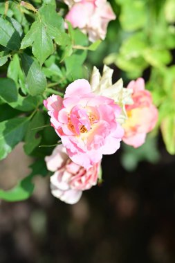 Bahçedeki pembe çiçekleri kapat.