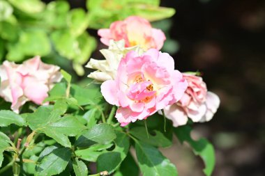 Bahçedeki pembe çiçekleri kapat.