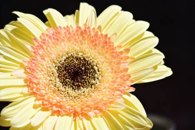 Siyah arkaplanda sarı gerbera çiçeği