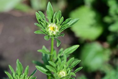 Bahçedeki güzel sarı çiçekleri kapat.