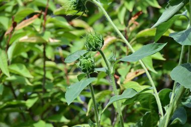 Yazın güzel ayçiçeği tarlası