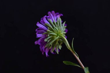 siyah arkaplanda mor bir çiçek