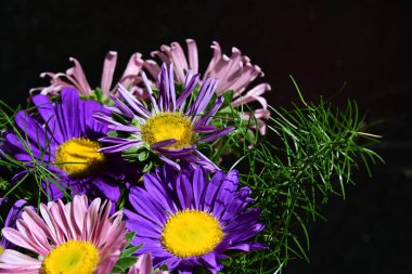 Karanlık arka planda güzel çiçekler 