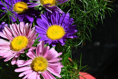 Karanlık arka planda güzel çiçekler 