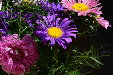 Karanlık arka planda güzel çiçekler 