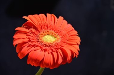 Siyah arkaplanda kırmızı gerbera çiçeği 