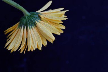 Güzel sarı gerbera çiçeği, yakın görüş