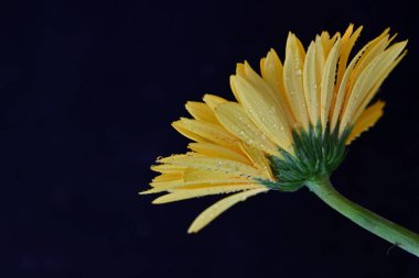 Güzel sarı gerbera çiçeği, yakın görüş