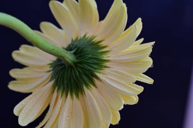 Koyu arkaplanda güzel Gerbera çiçeği, yakın görüş
