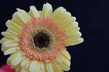 Koyu arkaplanda güzel Gerbera çiçeği, yakın görüş