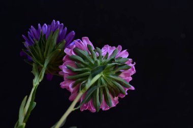 Mor Gerbera çiçekleri, yaklaşın. 