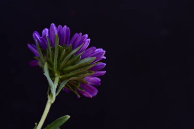 Siyah arkaplanda mor çiçek 