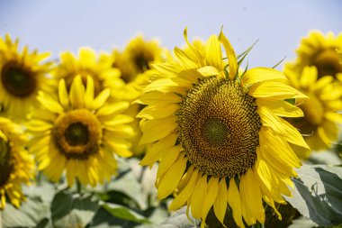 Yazın güzel ayçiçeği tarlası 