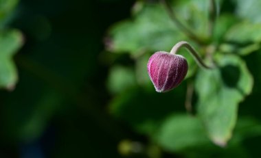 Bahçedeki pembe çiçekleri kapat.