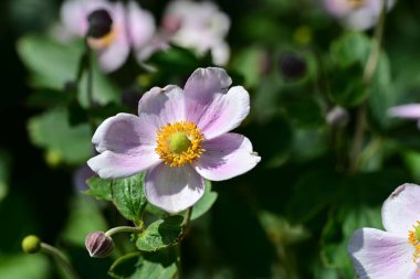Bahçedeki pembe çiçekleri kapat.