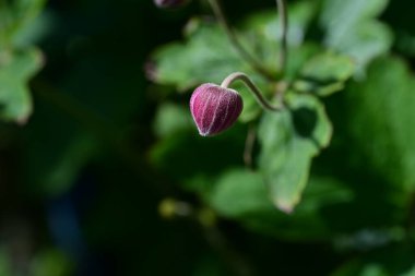 Bahçedeki pembe çiçekleri kapat.