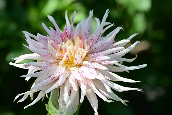 Bahçedeki bir çiçeğe yaklaş 