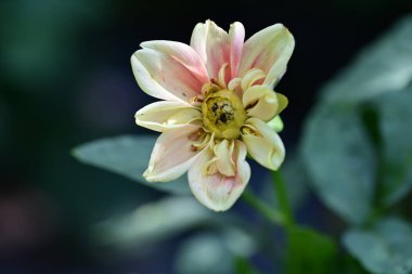 Bahçede büyüyen güzel çiçek, yakın.                        