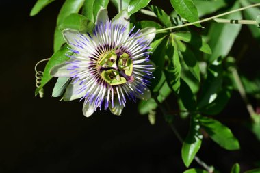Mavi Tutku Çiçeği, Mavi Taç Tutku Çiçeği, Yeşil Bahçede Tutku Çiçeği  