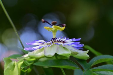 Mavi Tutku Çiçeği, Mavi Taç Tutku Çiçeği, Yeşil Bahçede Tutku Çiçeği  