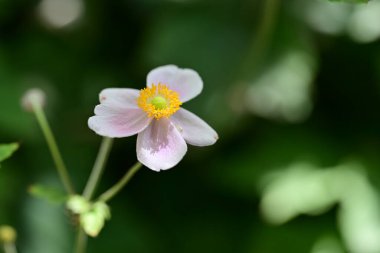 Bahçedeki pembe çiçekleri kapat.