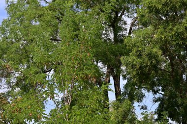 Ormanda yeşil ağaçlar 