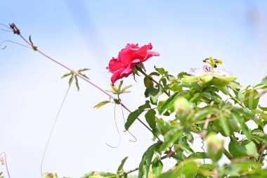 Bahçede açan güzel pembe gülün yakın plan görüntüsü. 