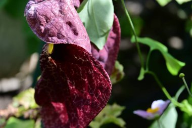 Aristolochia macrophylla in green garden clipart