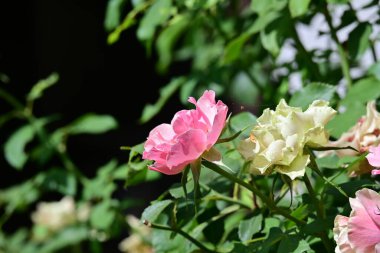 Bahçede açan güzel pembe gül çiçeklerinin yakın görüntüsü. 