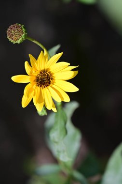 güzel sarı çiçekler bahçede büyüyen