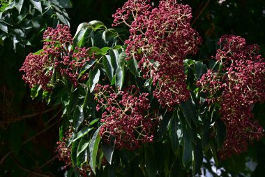 Bahçedeki güzel çiçekler doğa arka planında