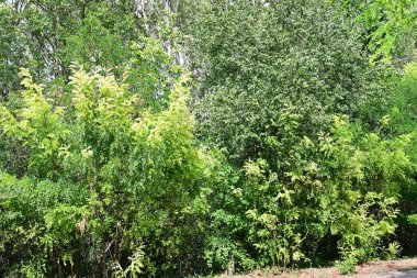 Ormanda yeşil ağaçlar 