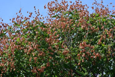 Bahçedeki kırmızı çiçekler doğa arka planında