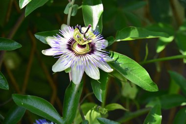 Bahçedeki güzel mor tutku çiçeği