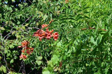 Bahçedeki güzel kırmızı çiçekler