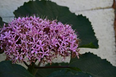 Bahçedeki pembe çiçekleri kapat.