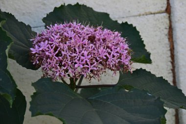 Bahçedeki pembe çiçekleri kapat.