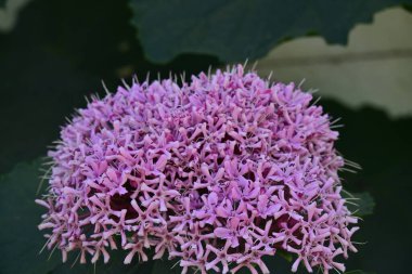 Bahçedeki pembe çiçekleri kapat.