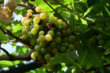 Bahçede olgun yeşil üzümler.