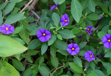 Lycianthes rantonnetii flowers, close up  clipart