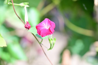 Lycianthes rantonnetii çiçekleri, kapatın 