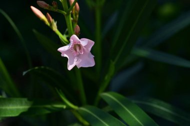 Bahçedeki pembe çiçekleri kapat.