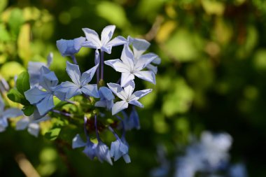 Güneşli yaz gününde bahçede yetişen güzel çiçekler.