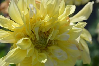 güzel sarı çiçekler bahçede büyüyen